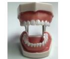 Metal, Plastic 28 teeth model