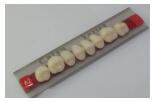 Dental Synthetic Polymer Teeth Resin Teeth